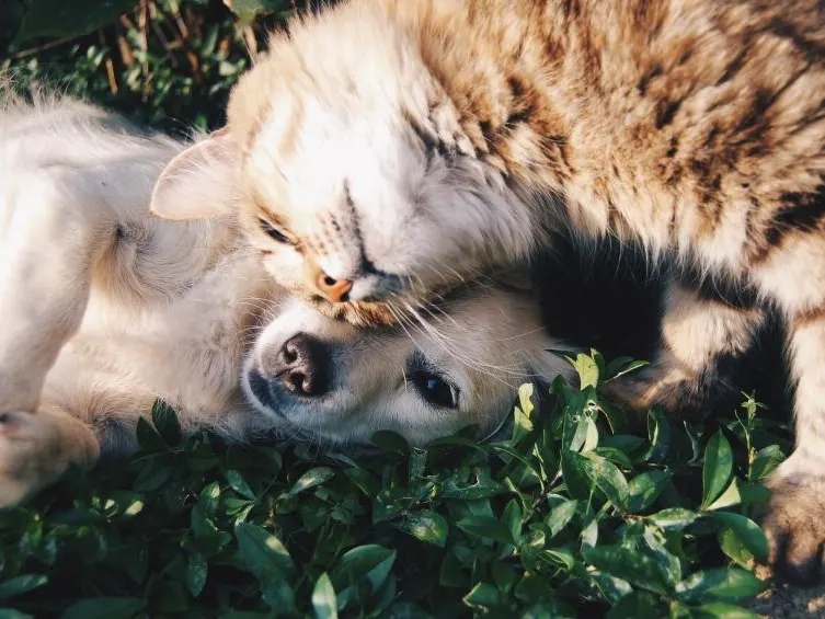 Cachorro e gato brincando na grama